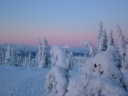snow covered trees in sunset